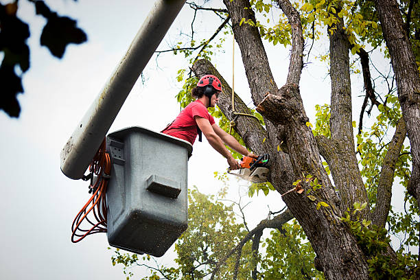 Best Hazardous Tree Removal  in Magnolia, OH